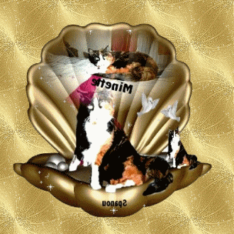 Minette dans la coquille